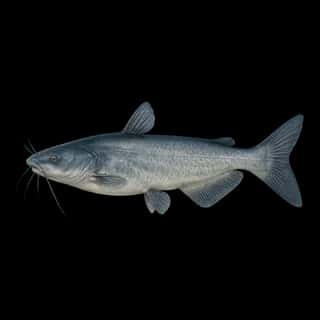 Blue Catfish