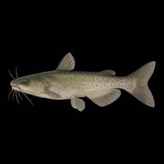 Channel Catfish