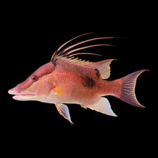 Hogfish