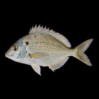 Pinfish