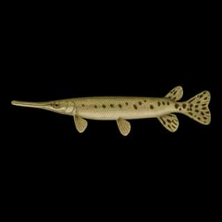 Longnose Gar