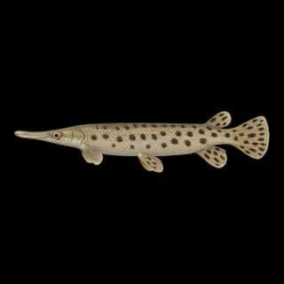 Florida Gar