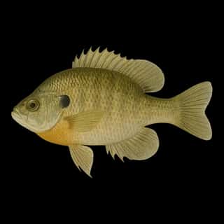 Bluegill