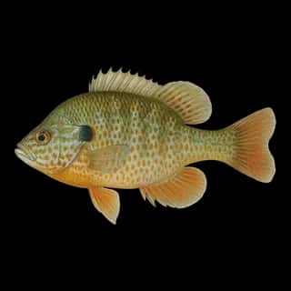 Longear Sunfish
