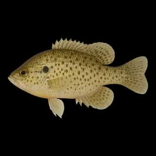 Spotted Sunfish