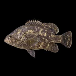 Atlantic Tripletail