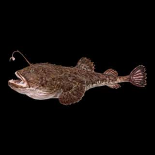 American Anglerfish