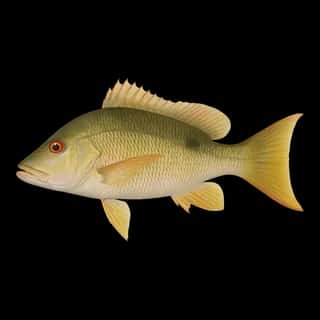 Mutton Snapper