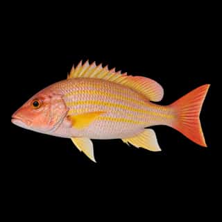Schoolmaster Snapper