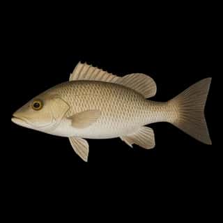 Gray Snapper
