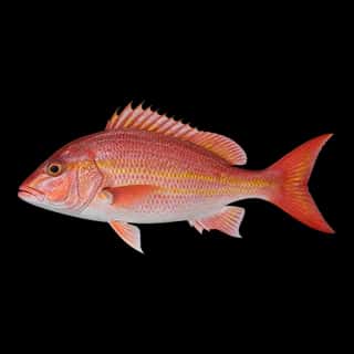 Dog Snapper