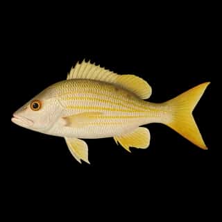 Lane Snapper