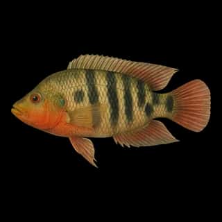 Mayan Cichlid