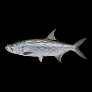 Tarpon