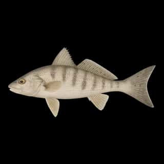 Southern Kingfish