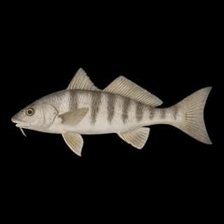 Northern Kingfish