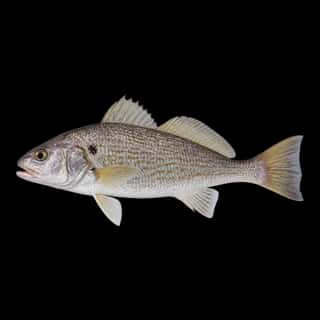 Atlantic Croaker