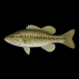 Shoal Bass