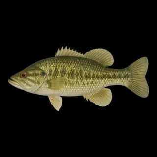 Suwannee Bass