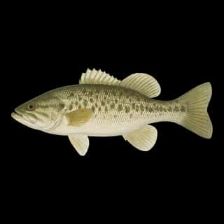 Spotted Bass