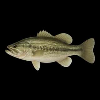 Largemouth Bass