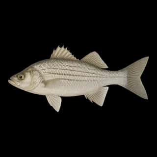 White Bass