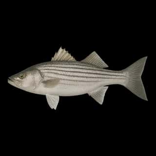 Striped Bass