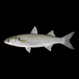 White Mullet