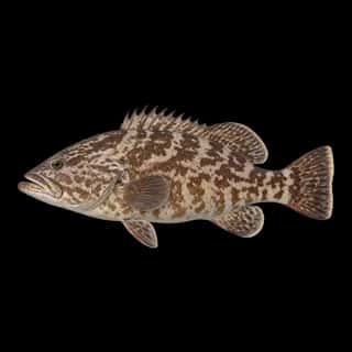 Gag Grouper