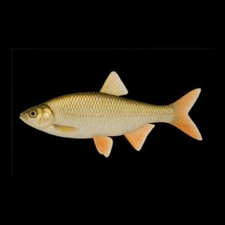 Golden Shiner