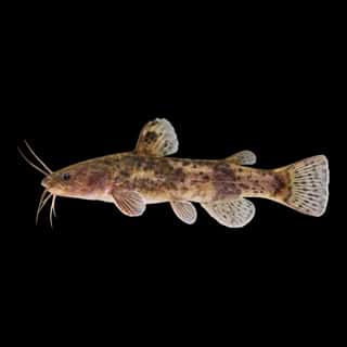 Tadpole Madtom