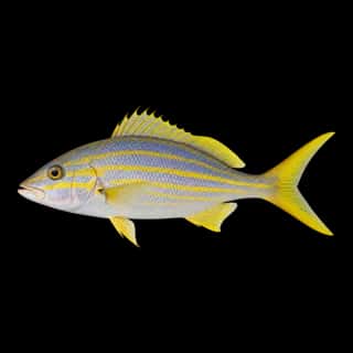 Yellowtail Snapper