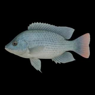 Blue Tilapia