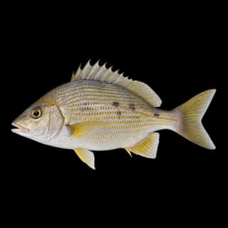 Pigfish
