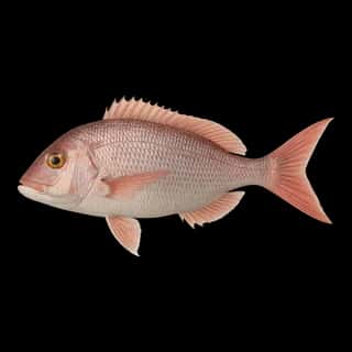 Red Porgy