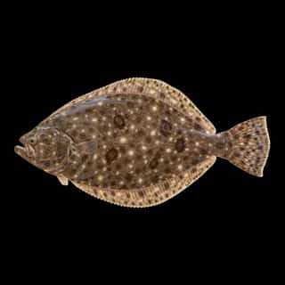 Gulf Flounder