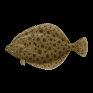 Southern Flounder