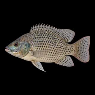 Spotted Tilapia