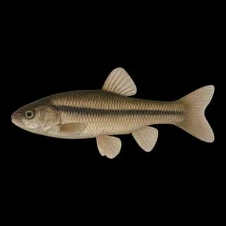Fathead Minnow