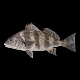 Black Drum