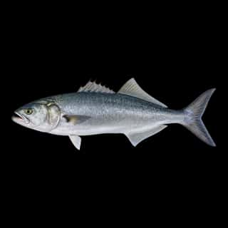 Bluefish