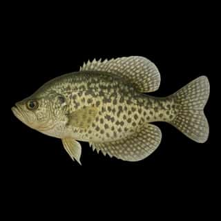 Black Crappie