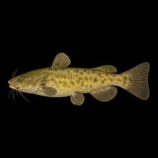 Flathead Catfish