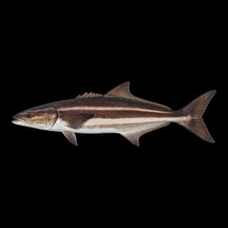 Cobia