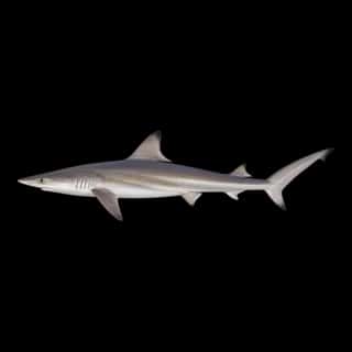 Atlantic Sharpnose Shark