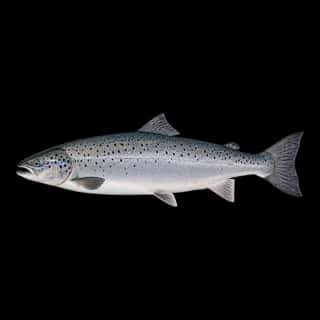Atlantic Salmon