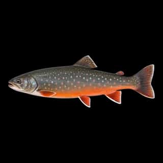Arctic Char