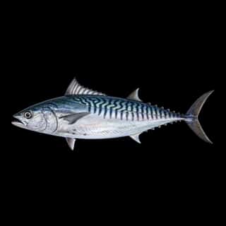 Atlantic Bonito