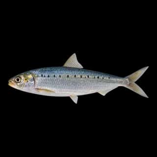 Round Sardinella