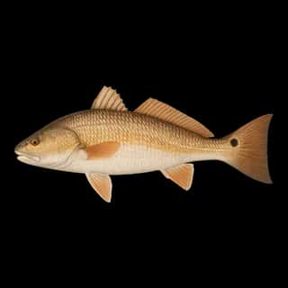 Red Drum